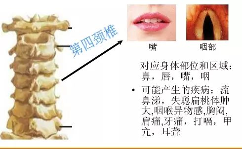 颈椎段脊柱受损或受累，有些部位或器官就有可能发生疾患