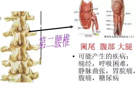 腰椎段脊柱受损害，有些相关的部位或器官可能发生的疾患