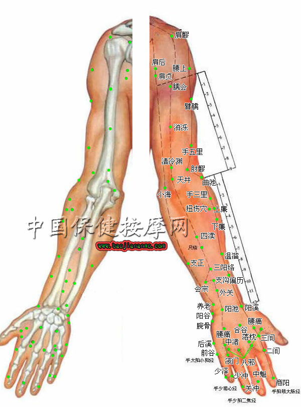 人体穴位分布图（超清晰彩图版） ，穴位学名腧穴。医学上指人体上可以针灸的部位